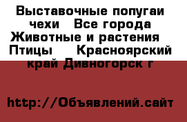 Выставочные попугаи чехи - Все города Животные и растения » Птицы   . Красноярский край,Дивногорск г.